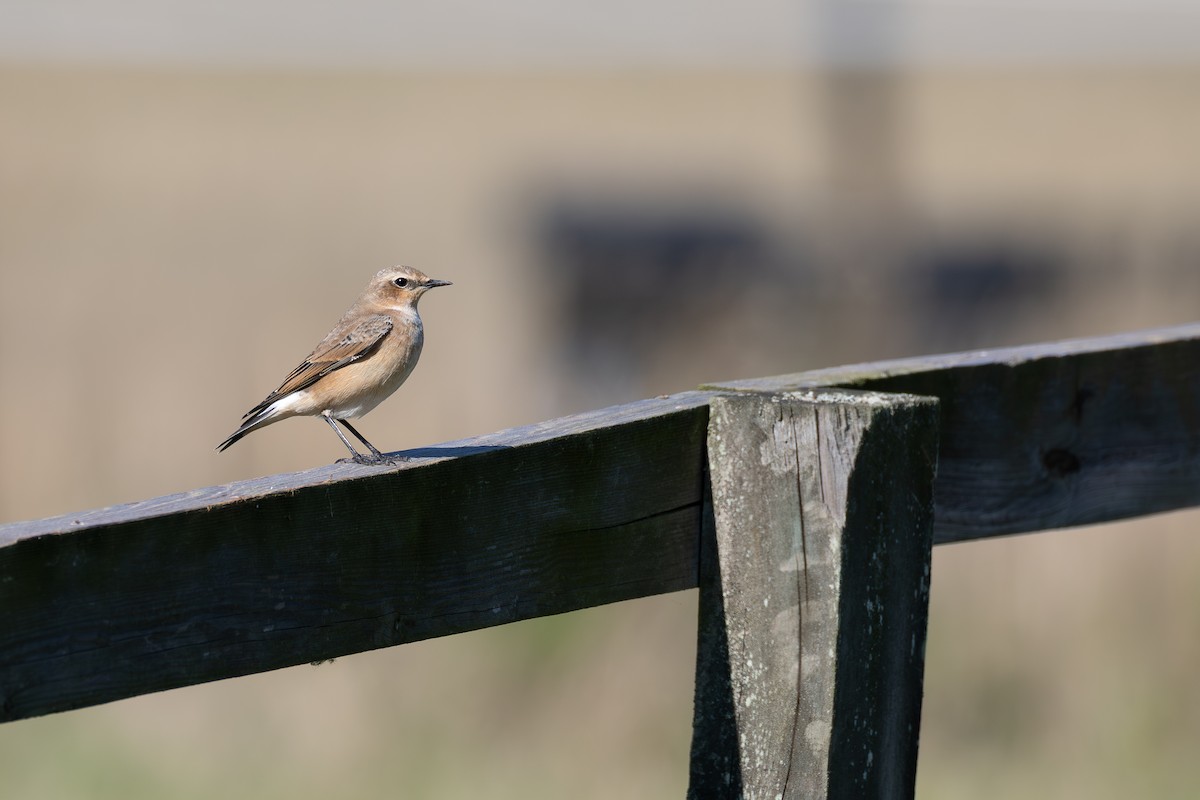 Northern Wheatear (Eurasian) - ML641491812