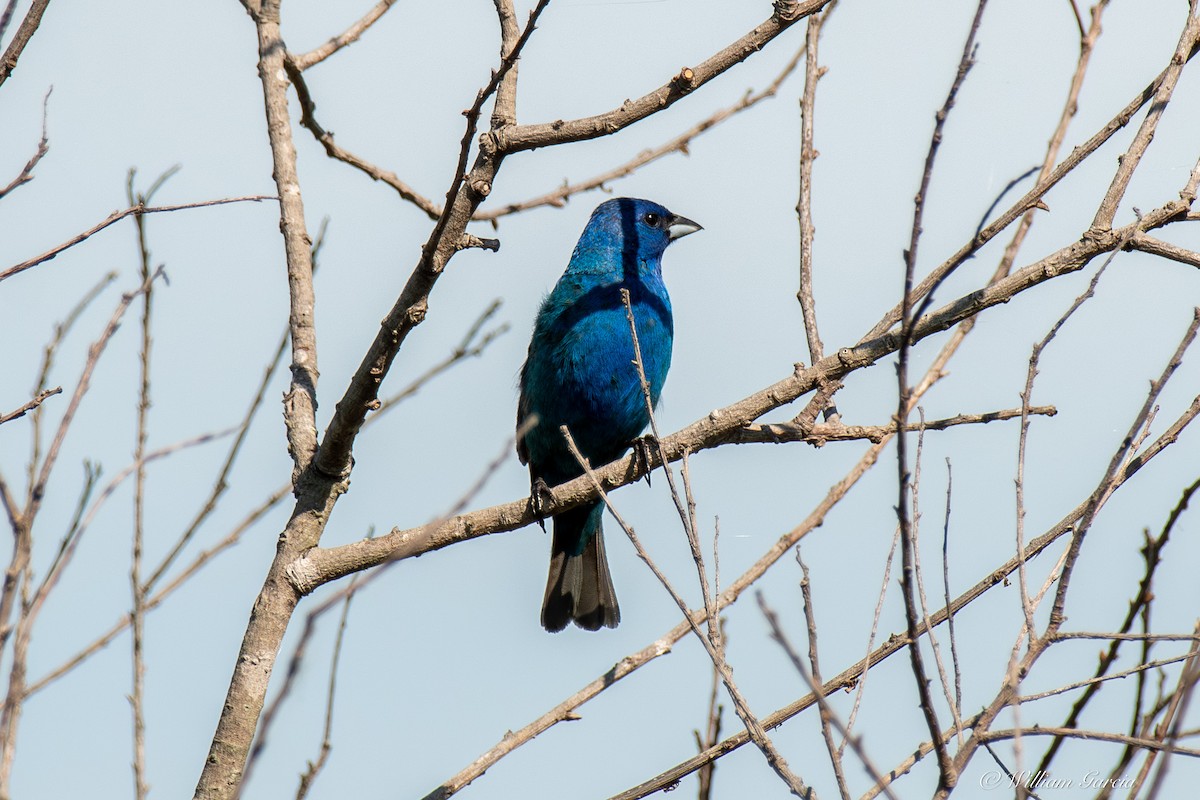 Passerin indigo - ML641491835