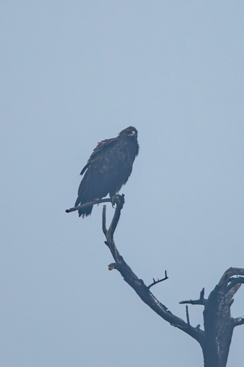 Águila India - ML641491855