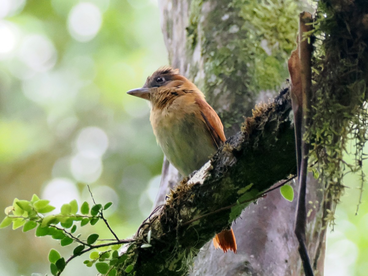 Cinnamon Becard - ML641491860