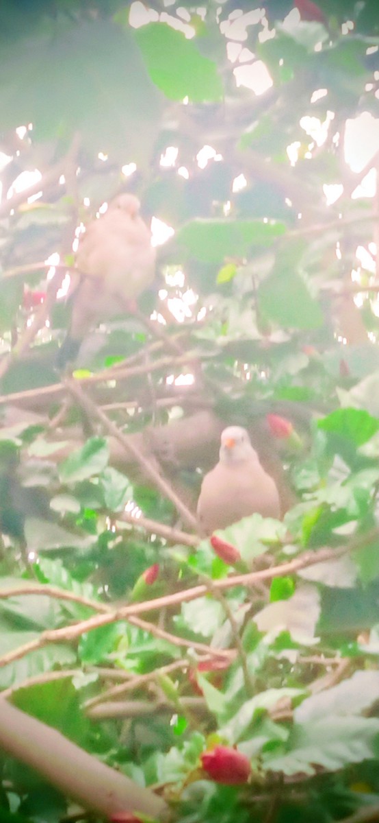 Croaking Ground Dove - ML641491882