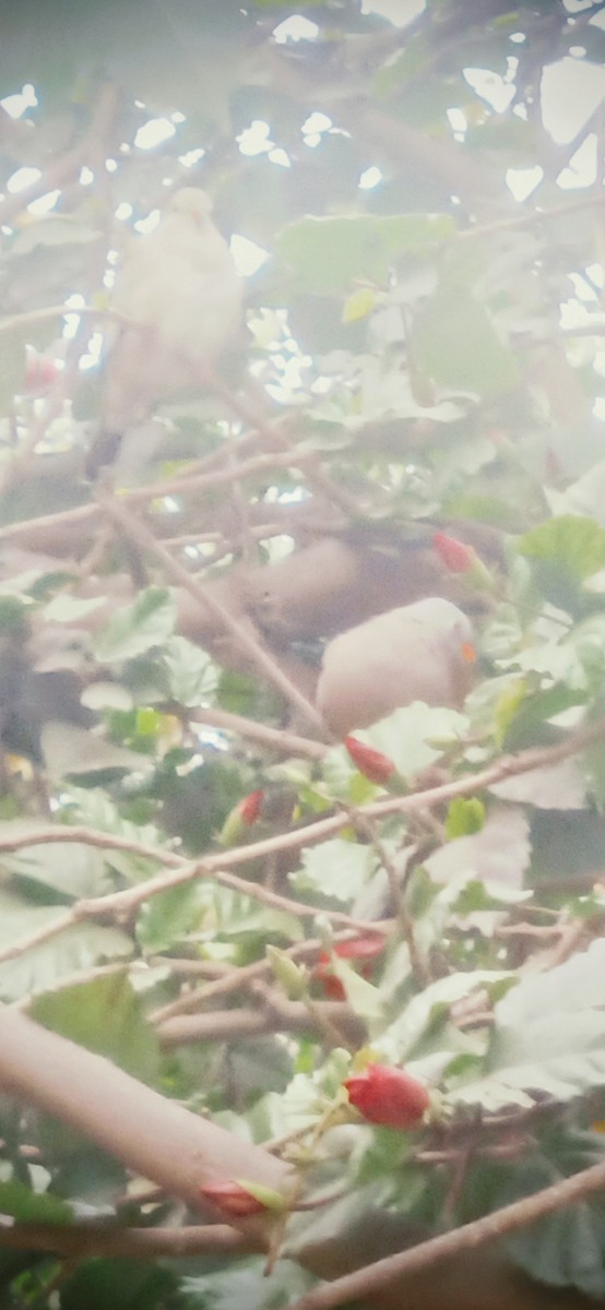 Croaking Ground Dove - ML641491883