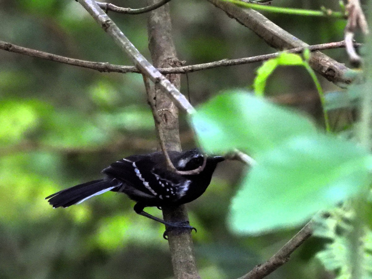 Northern White-fringed Antwren - ML641491923