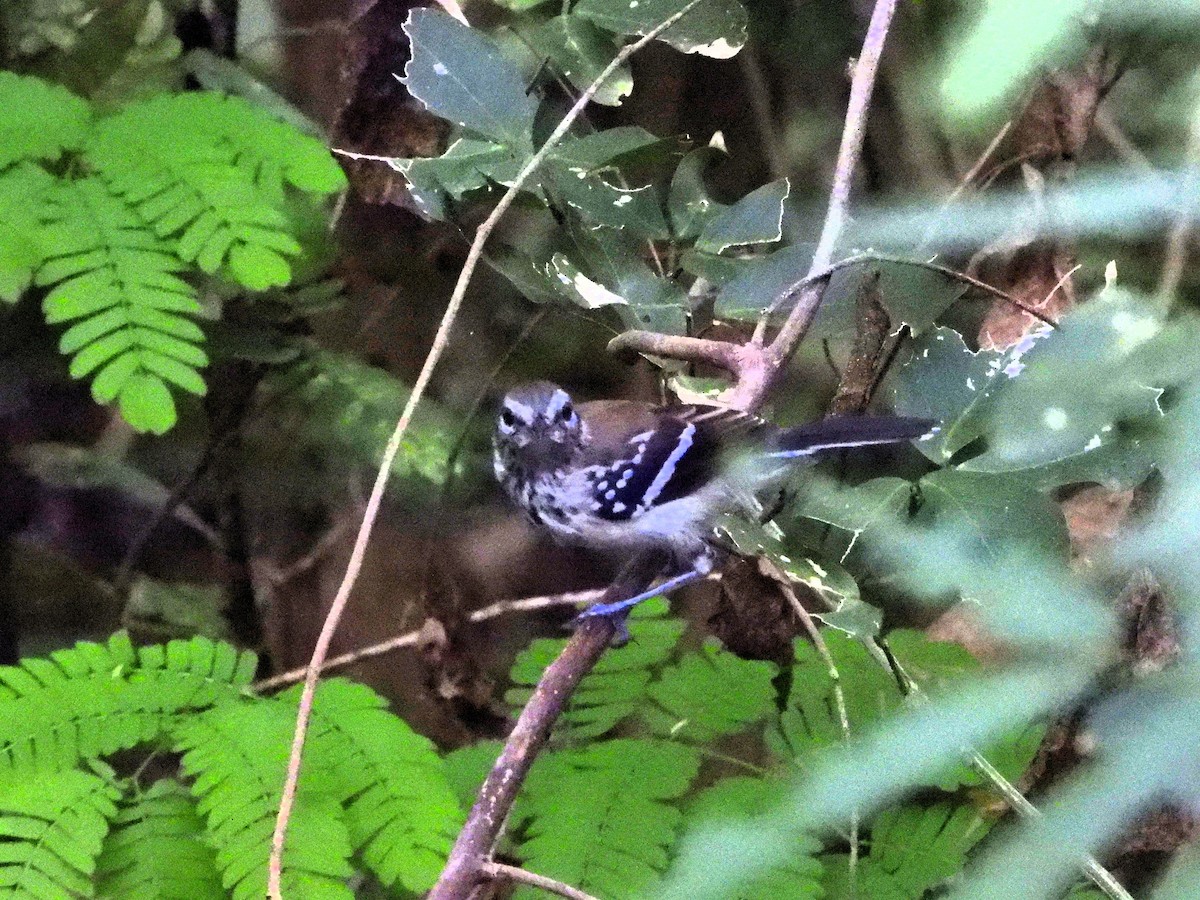Northern White-fringed Antwren - ML641491926