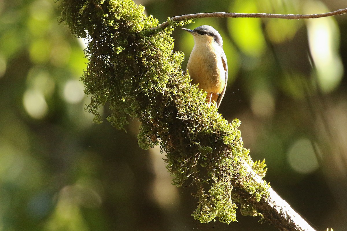 White-tailed Nuthatch - ML641491940