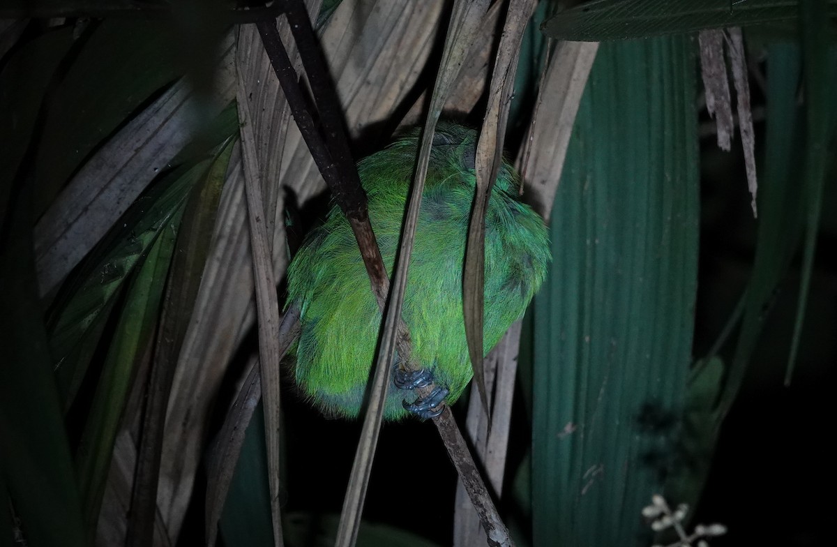Southern Emerald-Toucanet (Gray-throated) - ML641491945