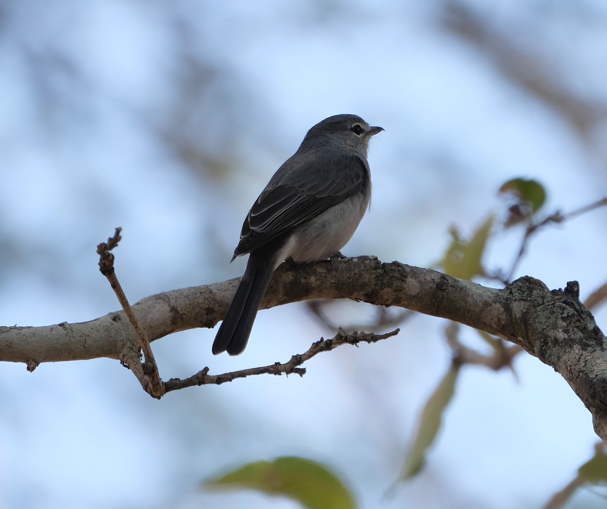 Ashy Flycatcher - ML641491958