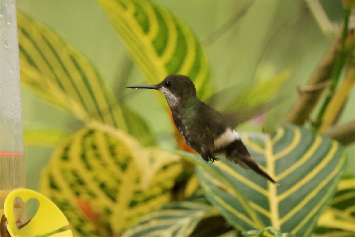 Black-bellied Thorntail - ML641491962
