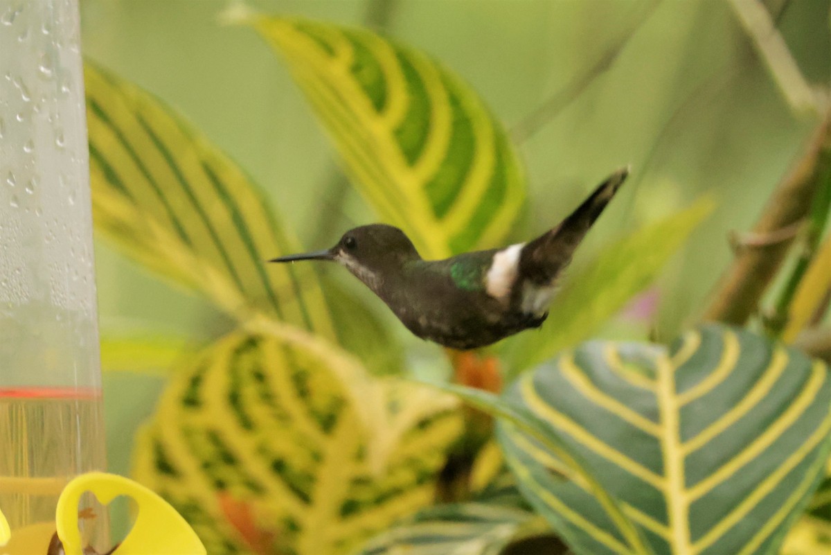 Black-bellied Thorntail - ML641491963