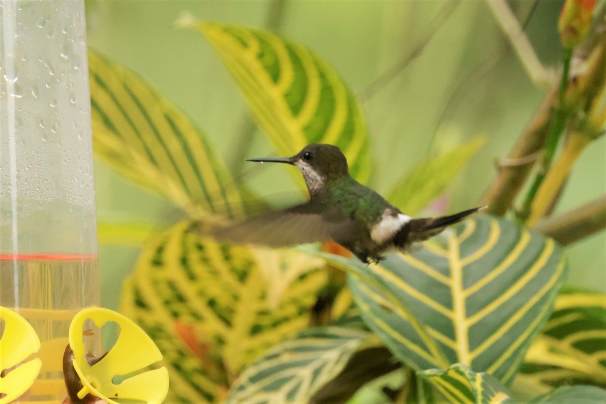Black-bellied Thorntail - ML641491964