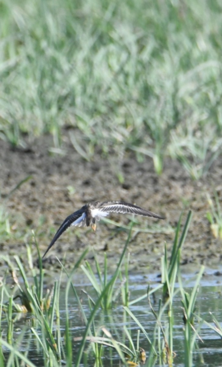 Temminck's Stint - ML641491994