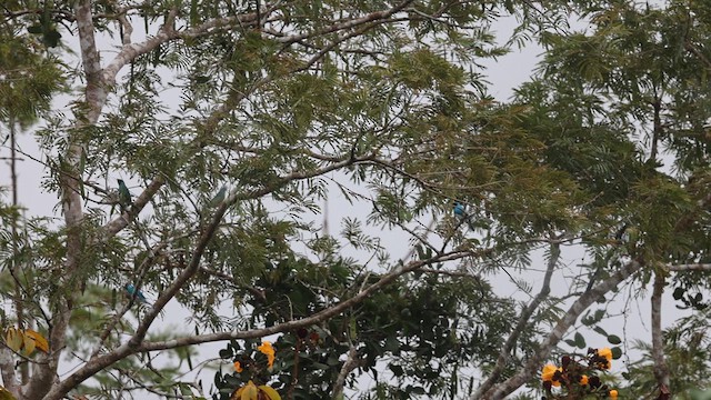 Swallow Tanager - ML641492003
