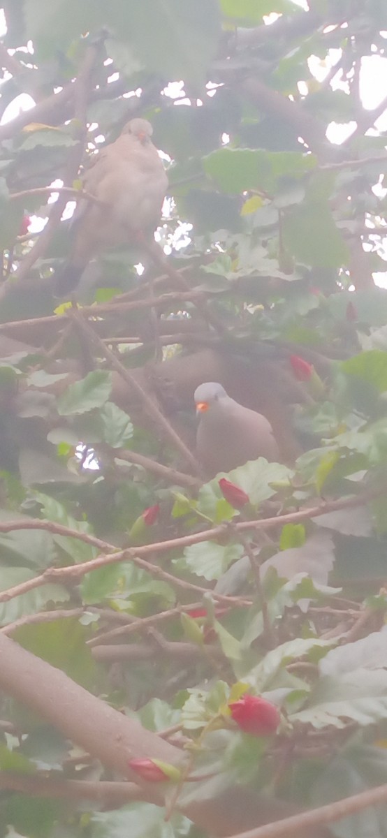 Croaking Ground Dove - ML641492012