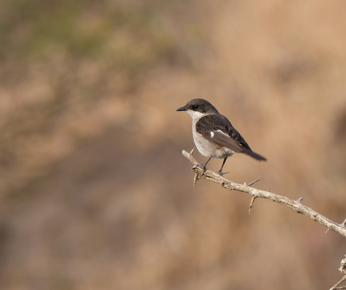 Fiscal Flycatcher - ML641492040