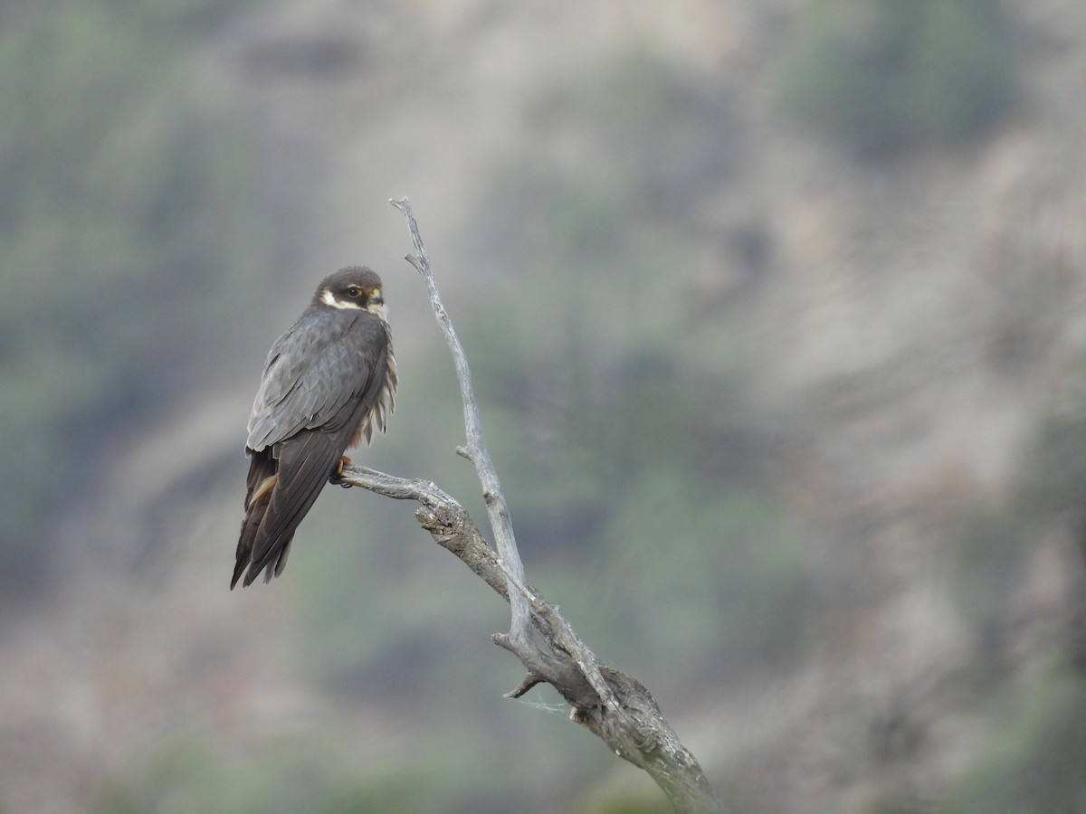 Eurasian Hobby - ML641492043
