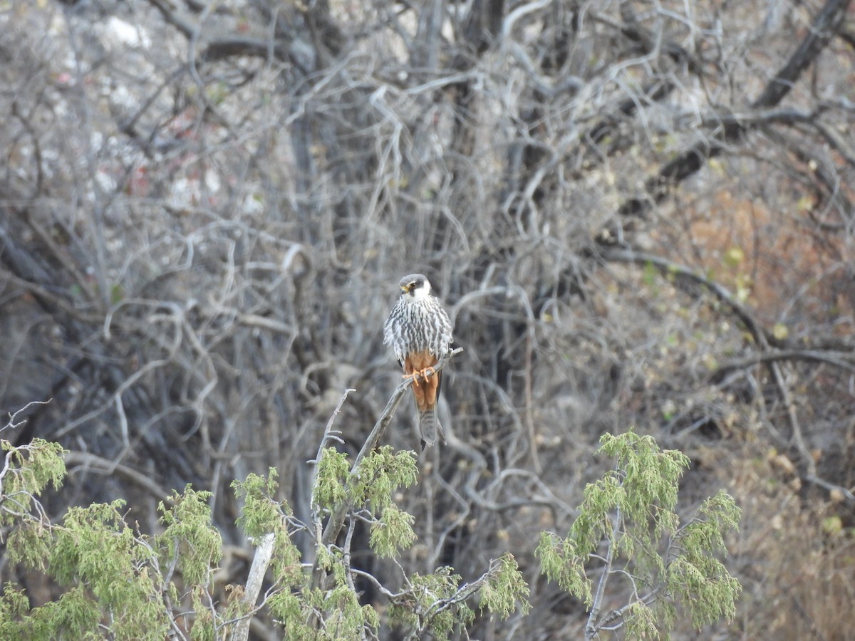 Eurasian Hobby - ML641492044