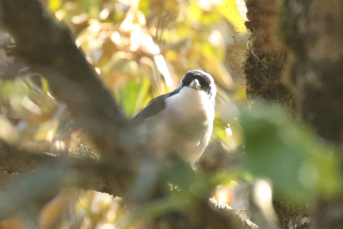 White-browed Shrike-Babbler - ML641492048