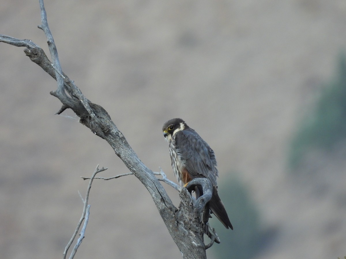 Eurasian Hobby - ML641492061
