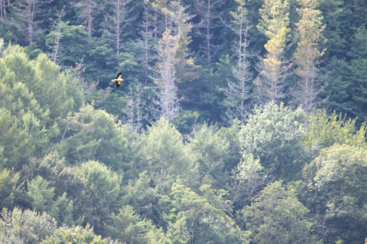Egyptian Vulture - ML641492087