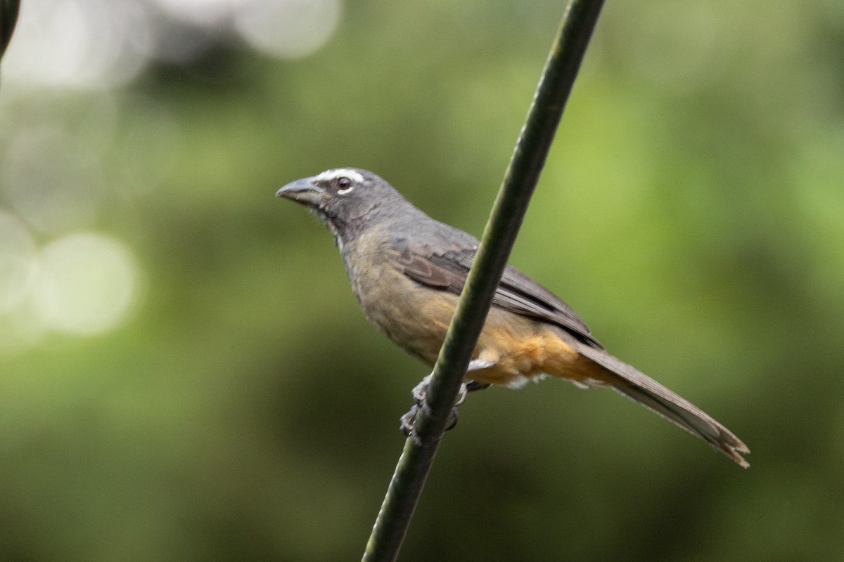 Cinnamon-bellied Saltator - ML641492103