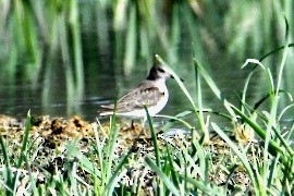 Temminck's Stint - ML641492111