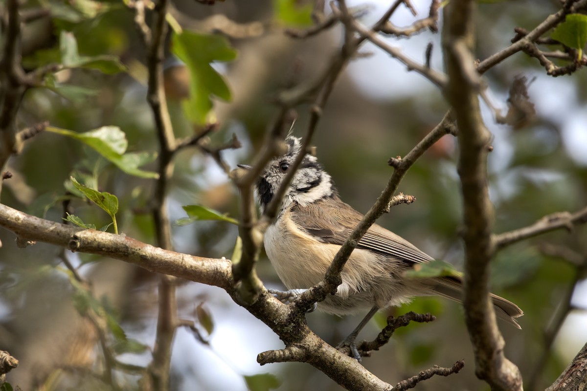 Crested Tit - ML641492112