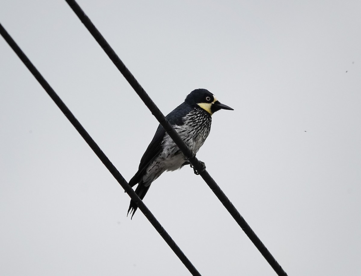Acorn Woodpecker - ML641492118