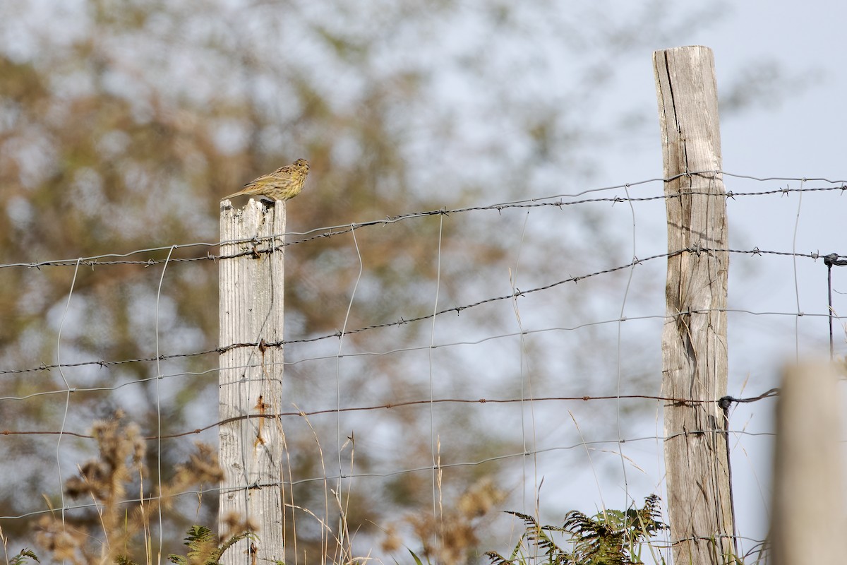 Cirl Bunting - ML641492120