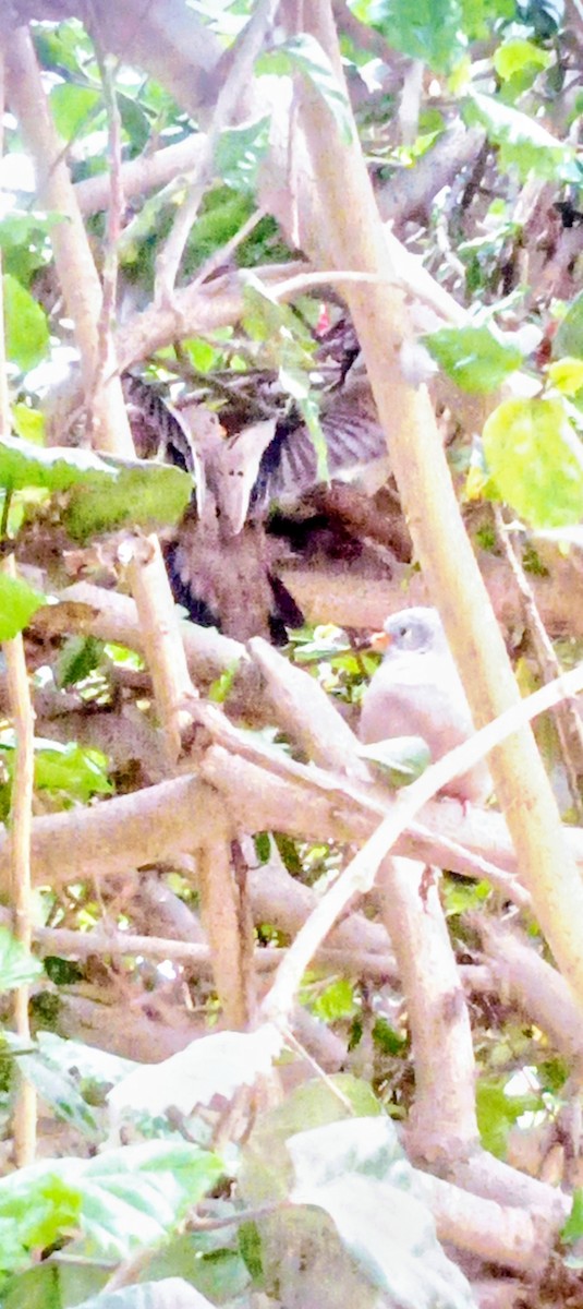Croaking Ground Dove - ML641492161