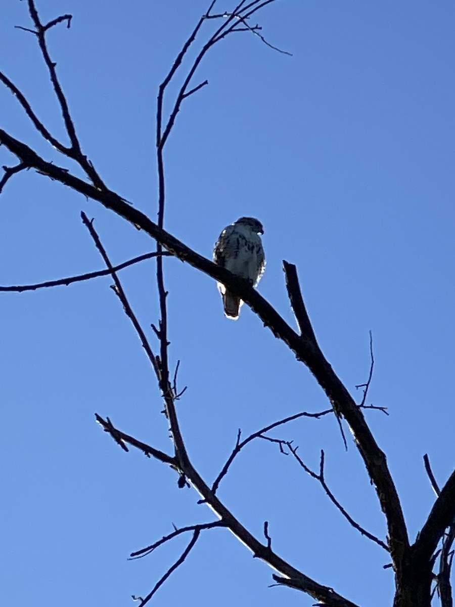 káně rudochvostá - ML641492216