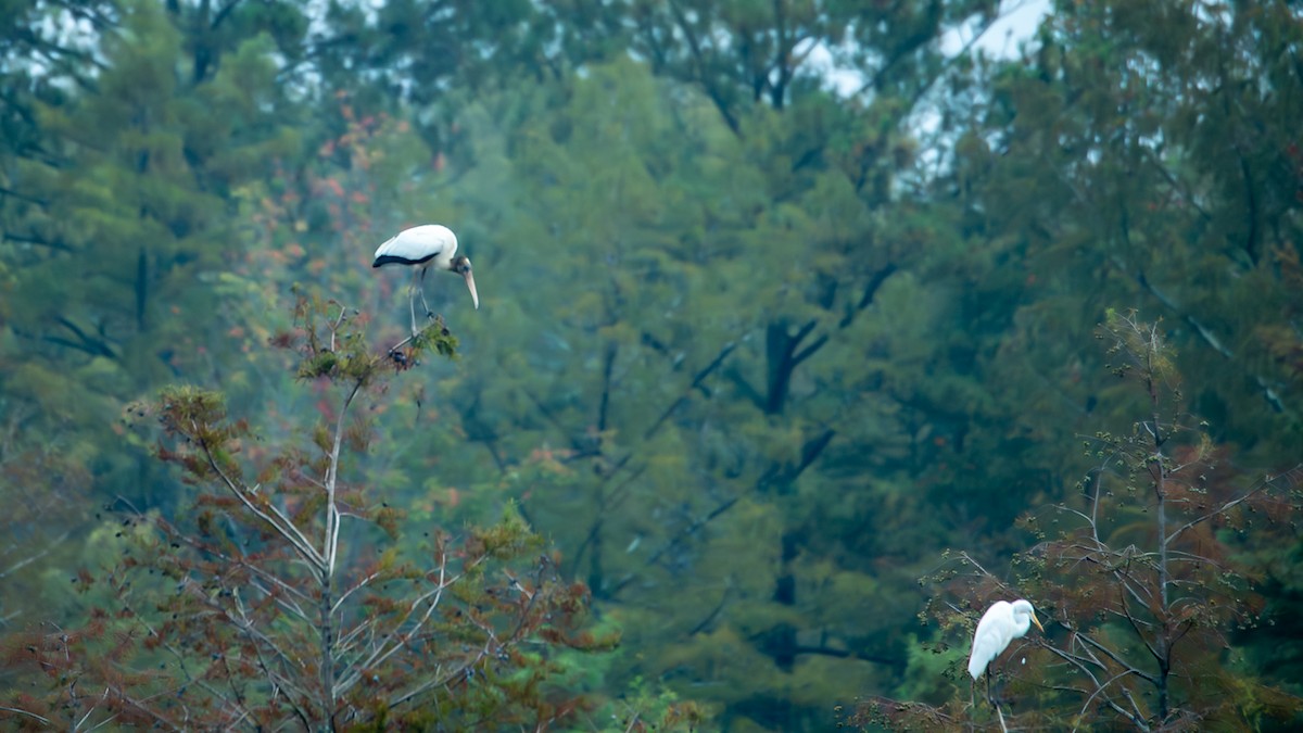 Wood Stork - ML641492257