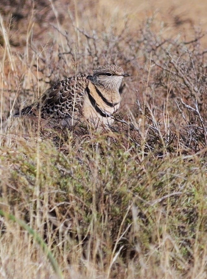 Double-banded Courser - ML641492283
