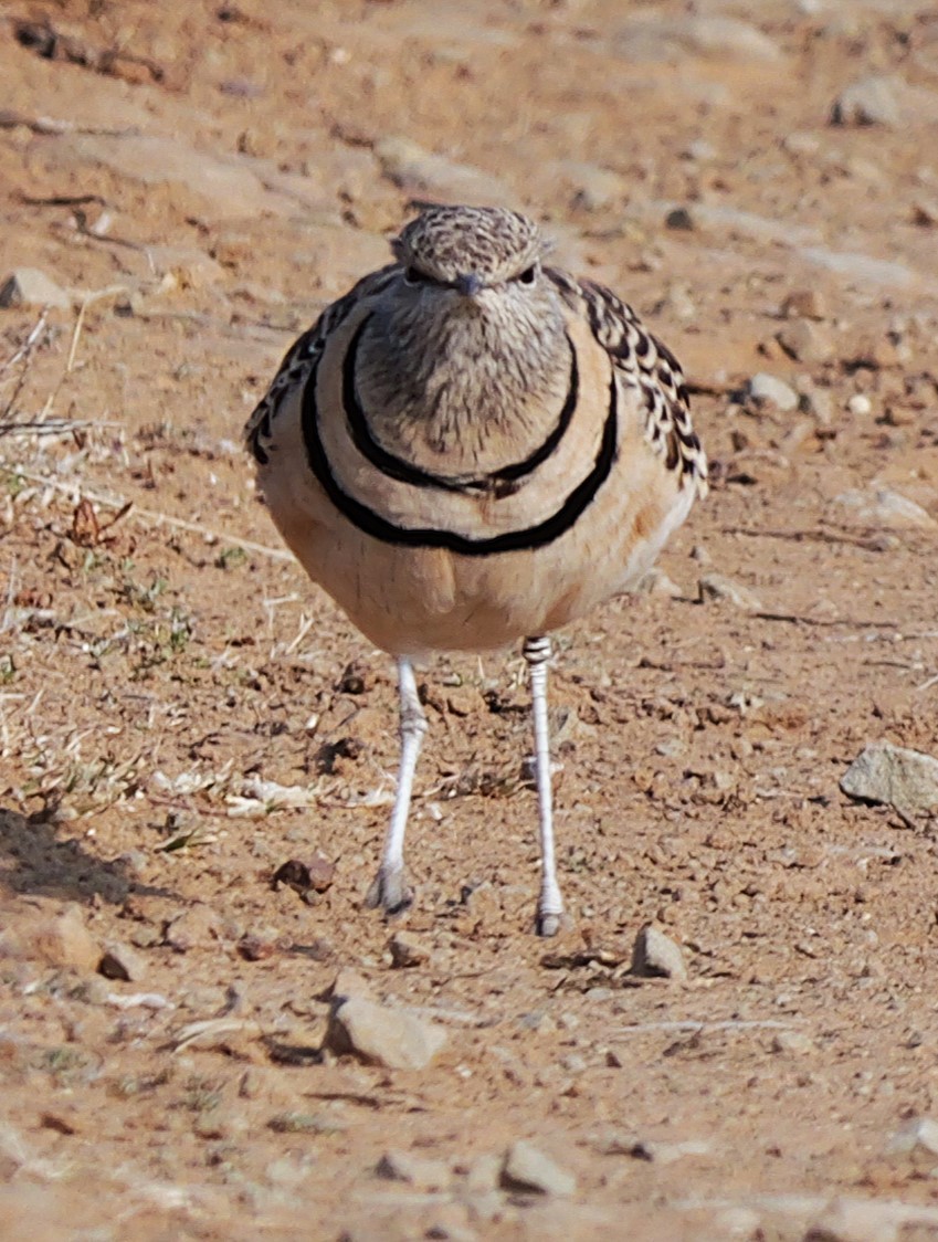 Double-banded Courser - ML641492284