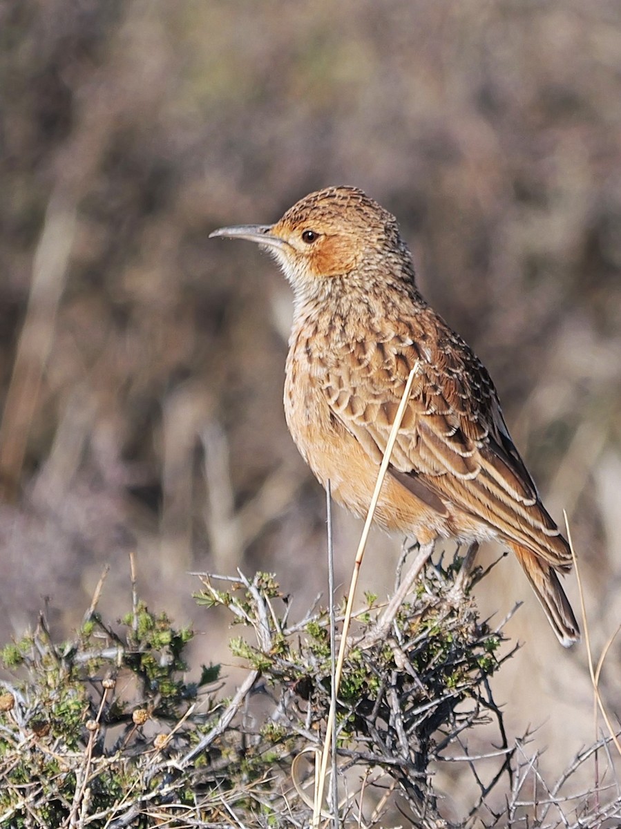 Spike-heeled Lark - ML641492303