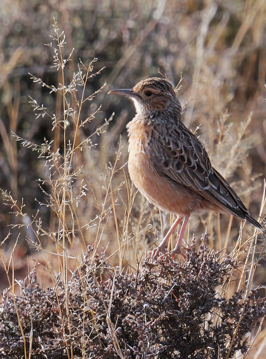 Spike-heeled Lark - ML641492304