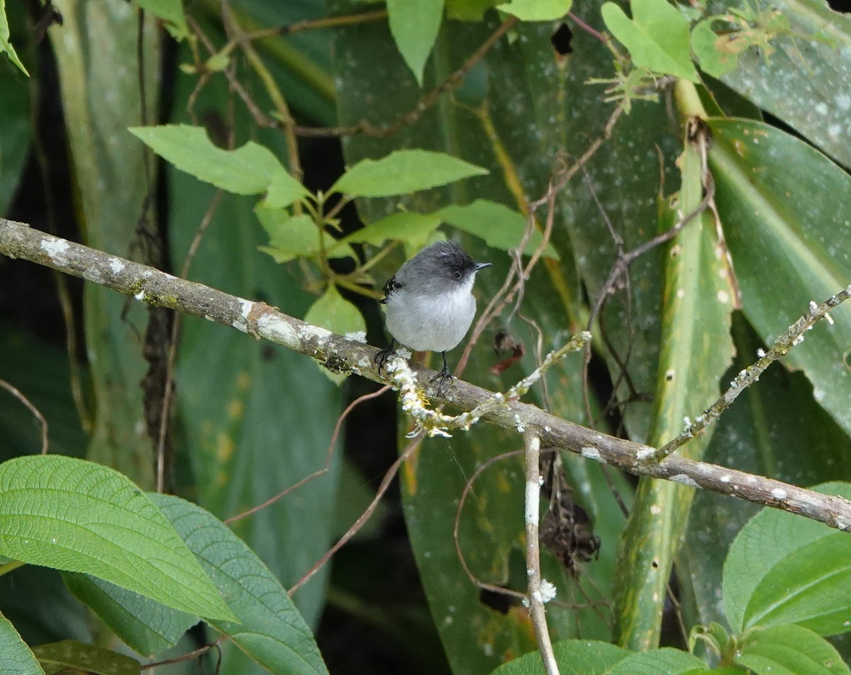 Torrent Tyrannulet - ML641492313