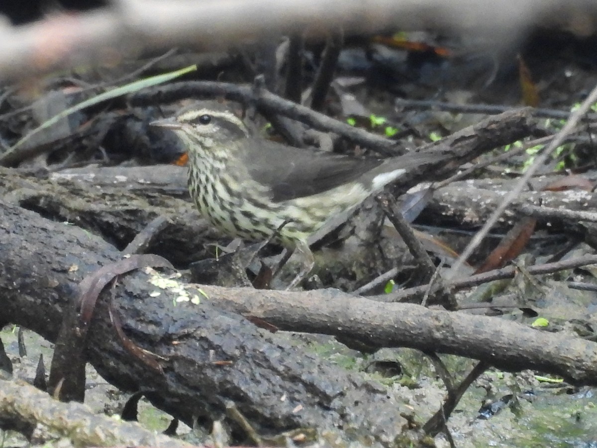 Northern Waterthrush - ML641492315