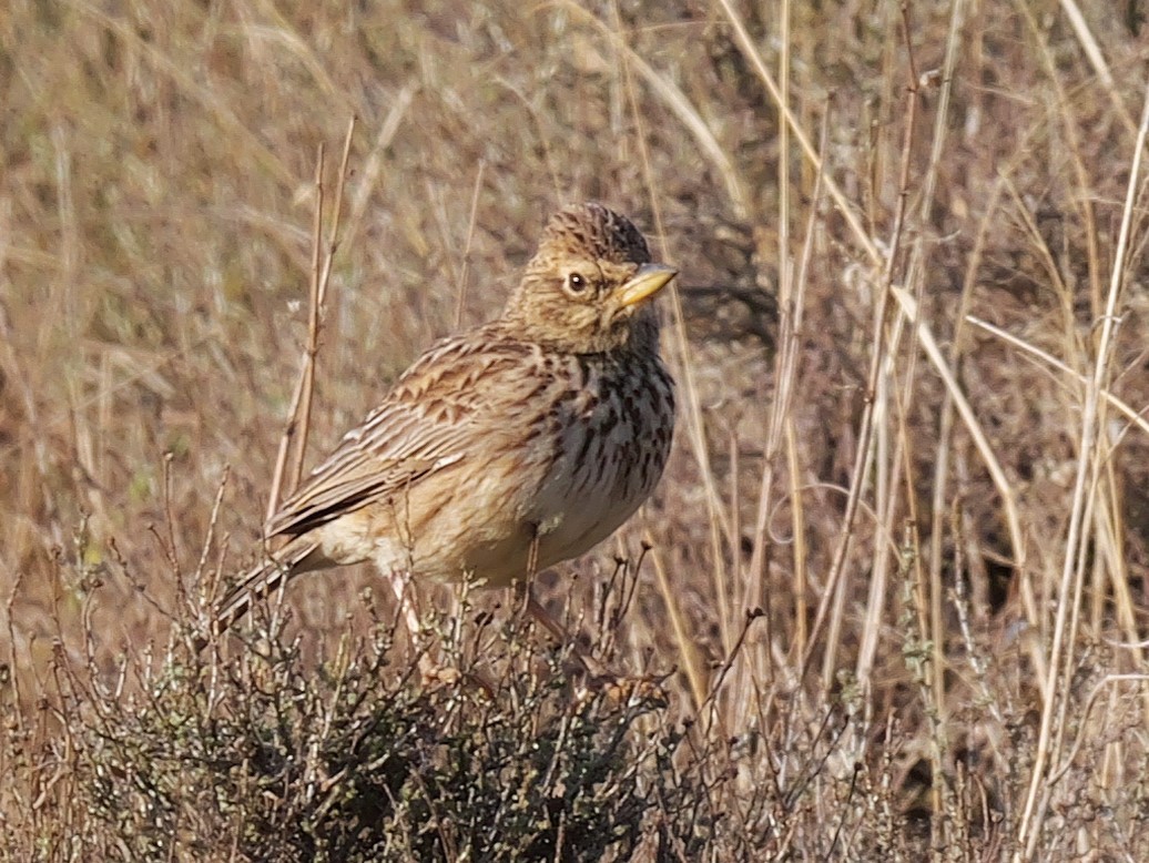 Large-billed Lark - ML641492338
