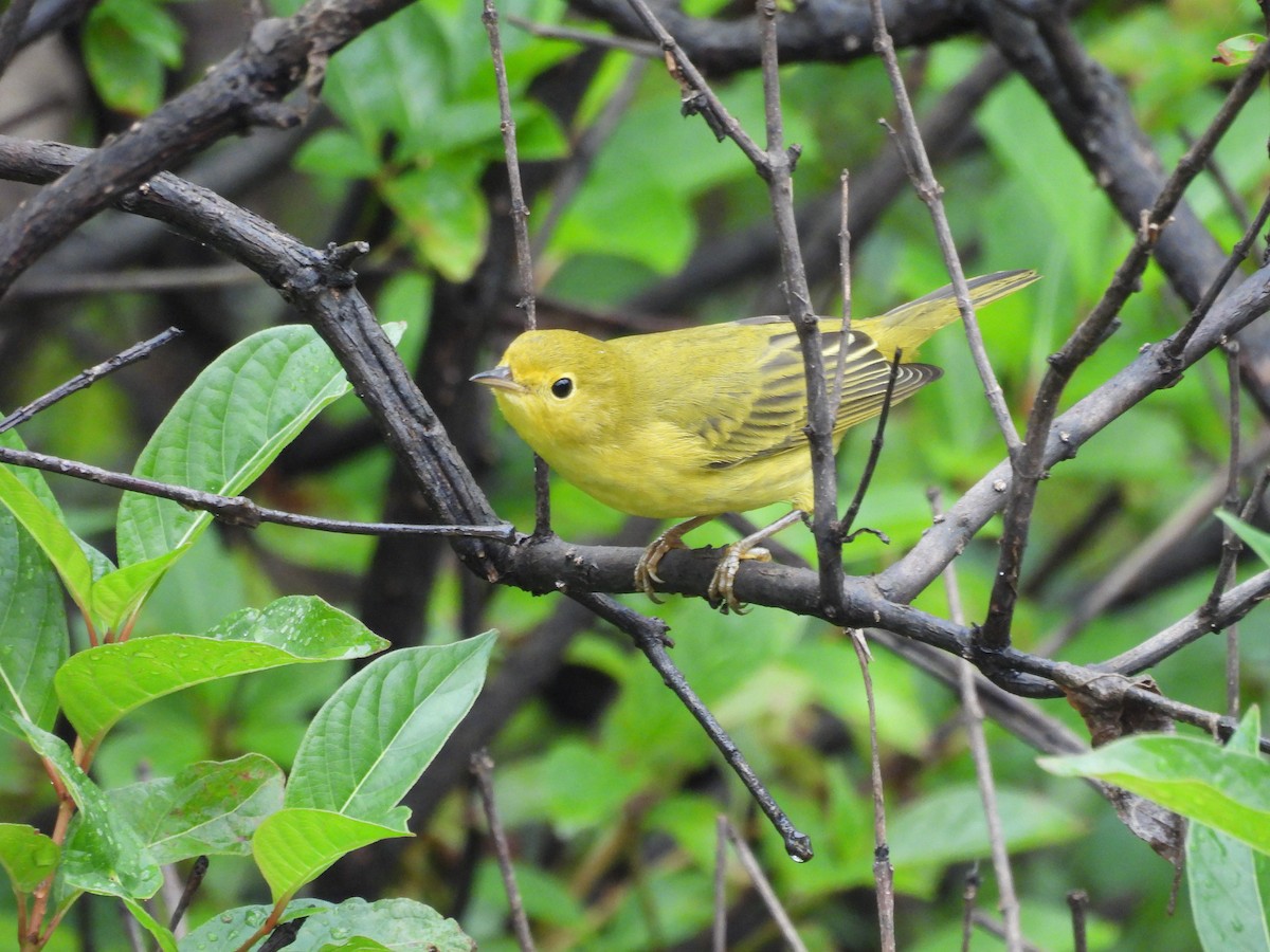 Yellow Warbler - ML641492342