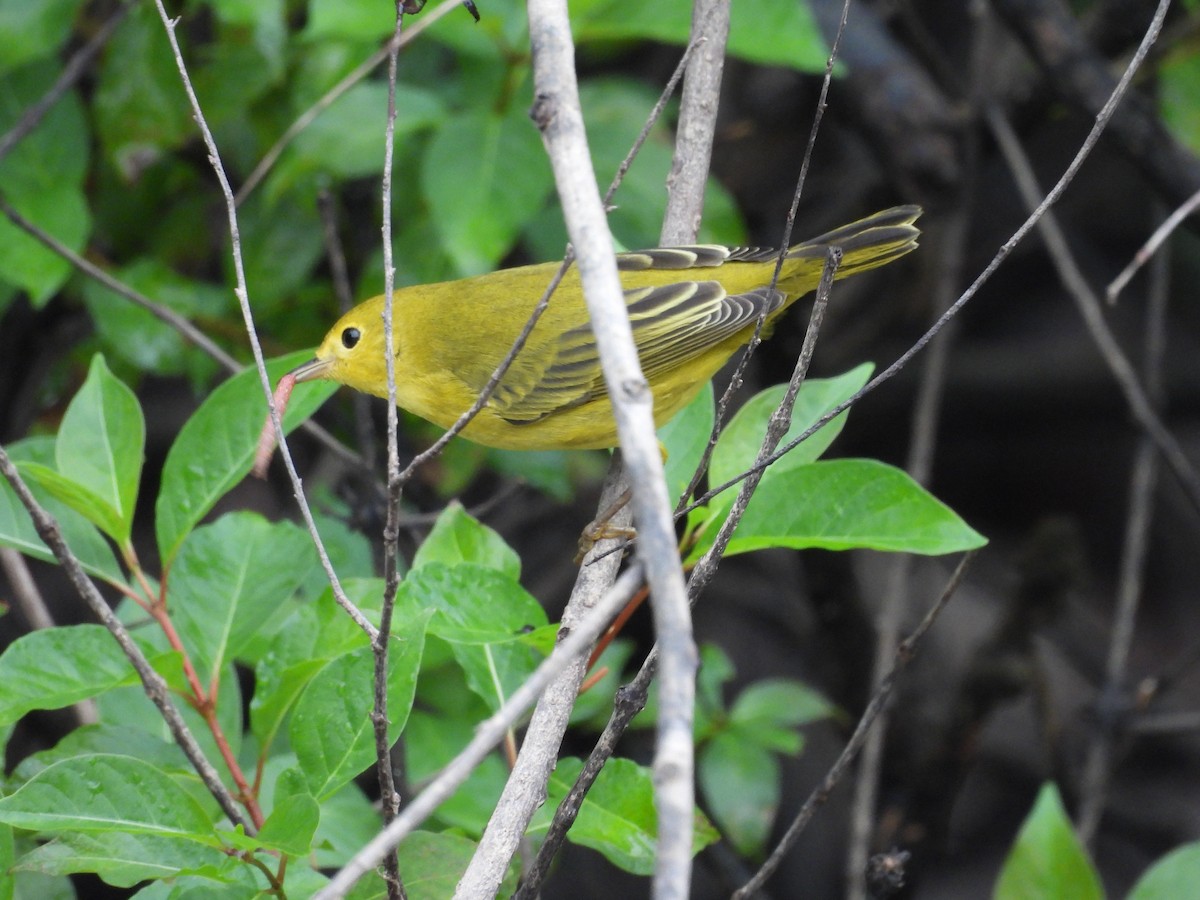 Yellow Warbler - ML641492343