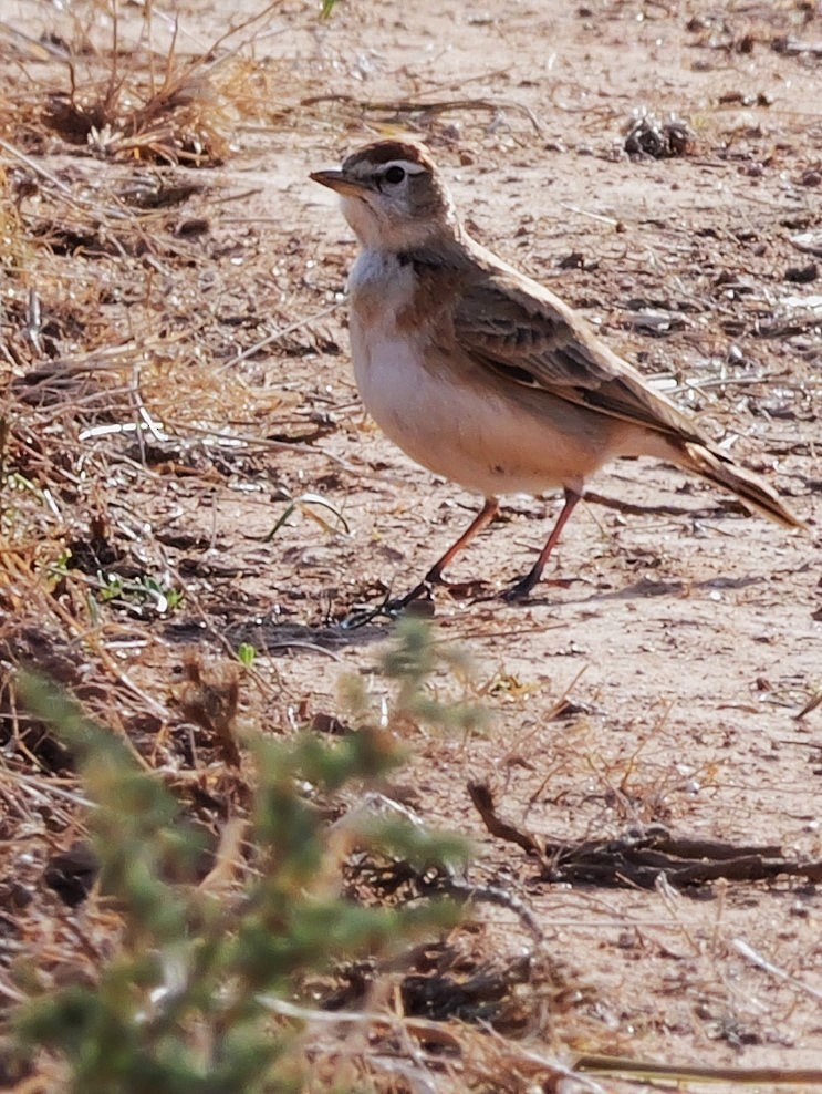 アフリカヒメコウテンシ - ML641492348