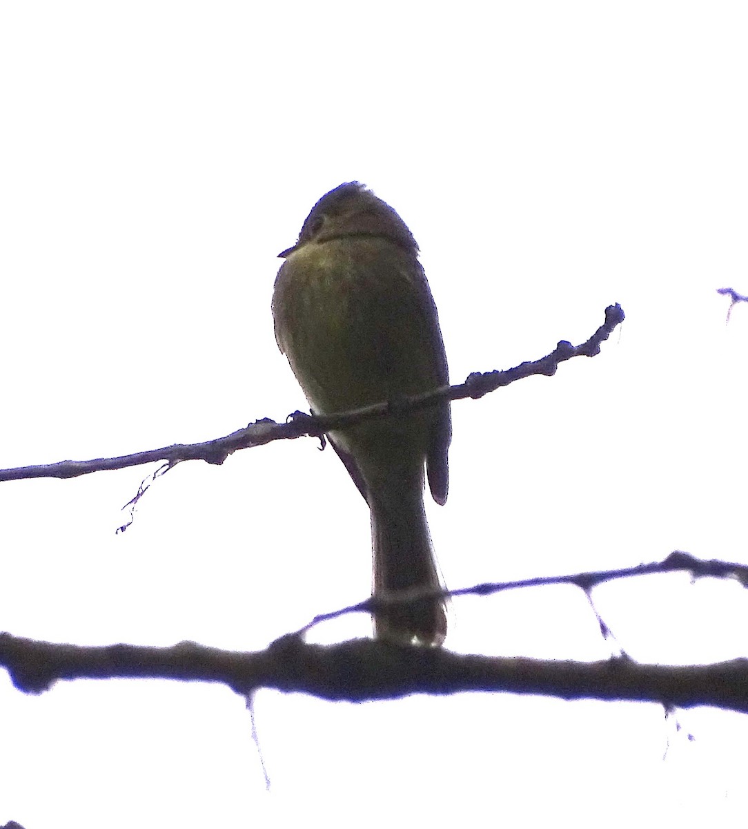 Western Flycatcher (Cordilleran) - ML641492351
