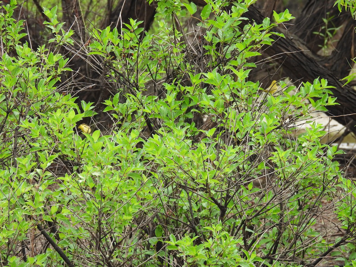 Yellow Warbler - ML641492354