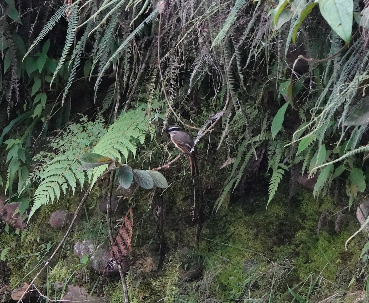 Golden-bellied Flycatcher - ML641492356
