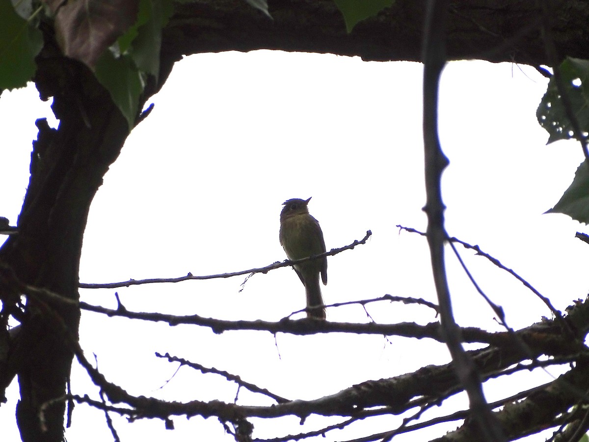 Western Flycatcher (Cordilleran) - ML641492357