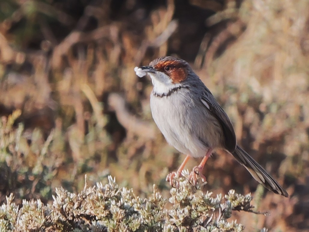 Rufous-eared Warbler - ML641492364