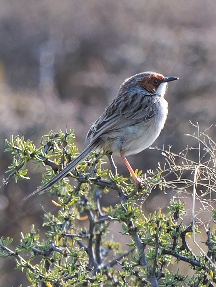 Rufous-eared Warbler - ML641492365