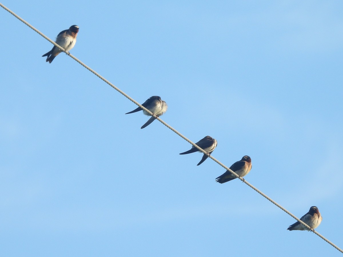 Cliff Swallow (pyrrhonota Group) - ML641492412