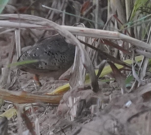 Yellow-legged Buttonquail - ML641492430
