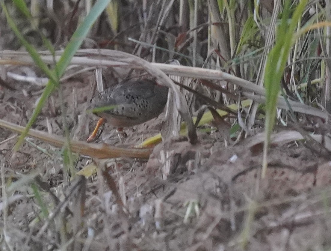 Yellow-legged Buttonquail - ML641492432